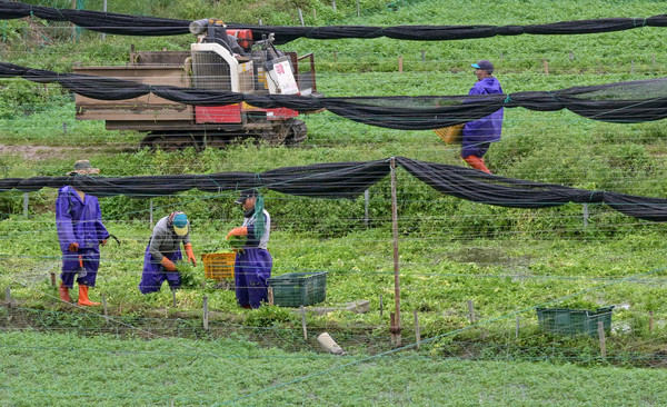 14일 인천시 서구의 한 농가에서 농민들이 가을 미나리를 수확하며 분주하게 움직이고 있다. 이진우 기자 ljw@kihoilbo.co.kr